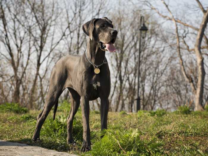 Great Danes are large and muscular animals ...