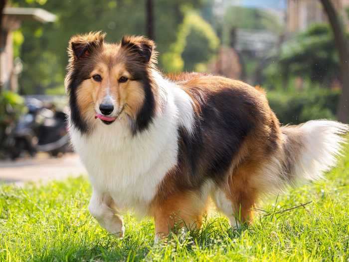 A grown Shetland sheepdog has a regal mane ...