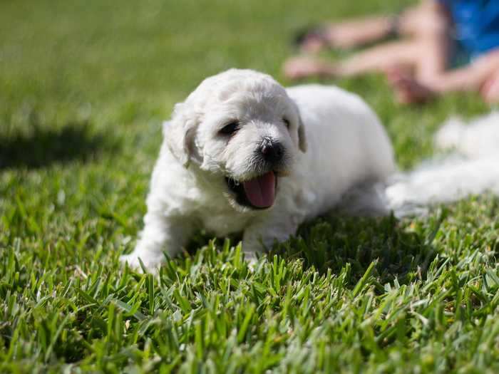 ... but as puppies, they are little balls of fluff.