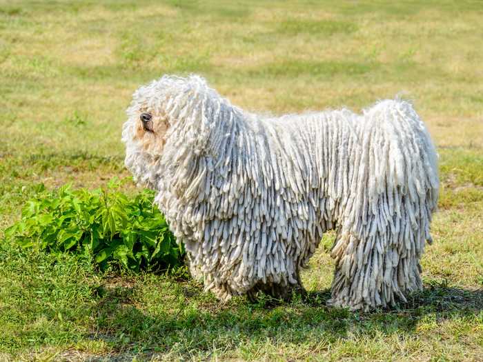 A full-grown Puli has long fur that resembles the end of a mop ...