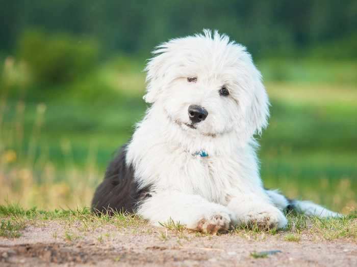 ... but as puppies, their fur is only slightly curly.