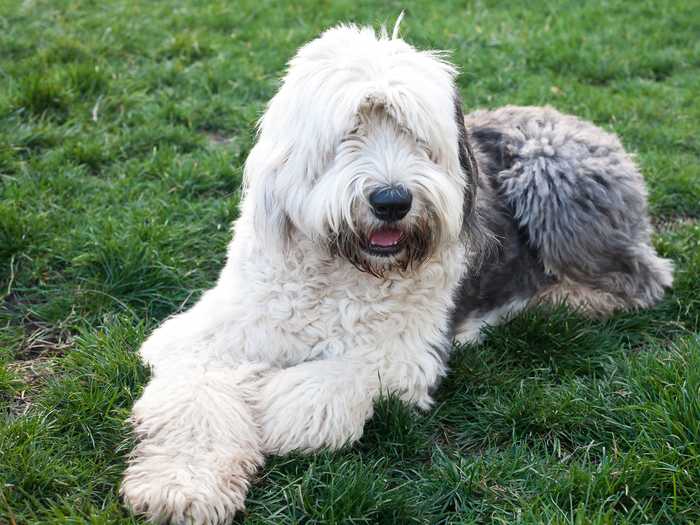 Old English sheepdogs have shaggy fur that covers their bodies ...