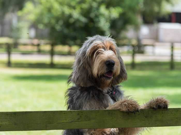 Otterhounds are known for their furry eyebrows and beards ...