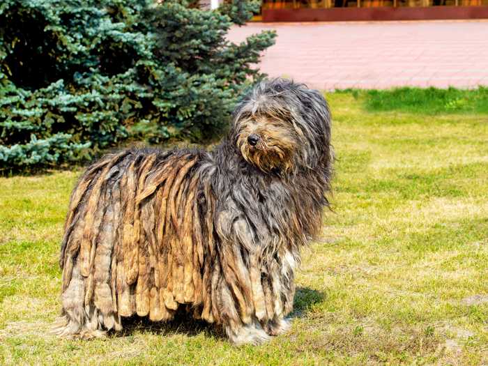 A full-grown Bergamasco more resembles a sheep than a dog ...