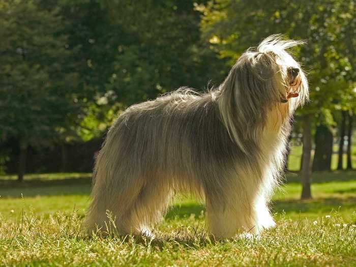 Bearded collies are known for their long manes of hair ...