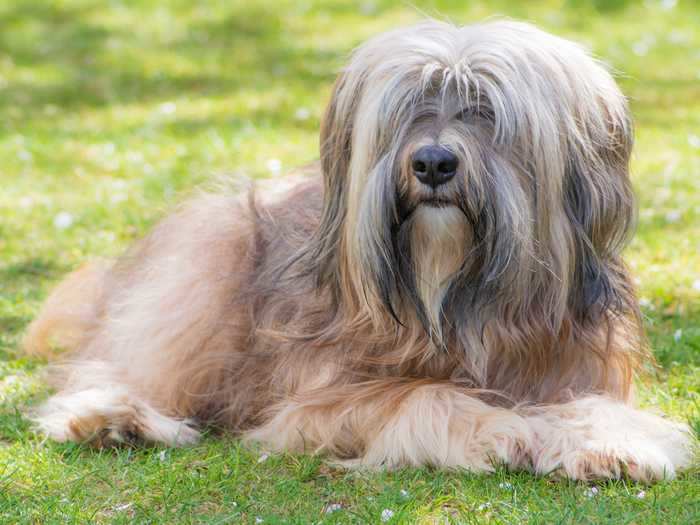 Tibetan terriers also have heavy coats that cover their eyes ...