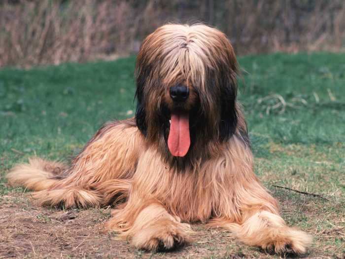 A Briard has so much fur that it