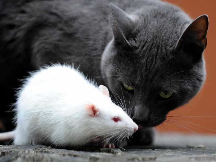 This rat needs to be careful — this looks like a scene straight out of a nature documentary.