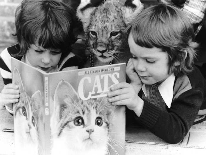 This tiger cub is just doing a bit of light reading.