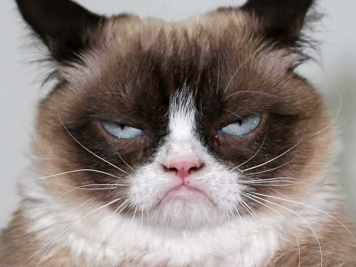 Any picture taken of Grumpy Cat was taken at the perfect time — look at that face.