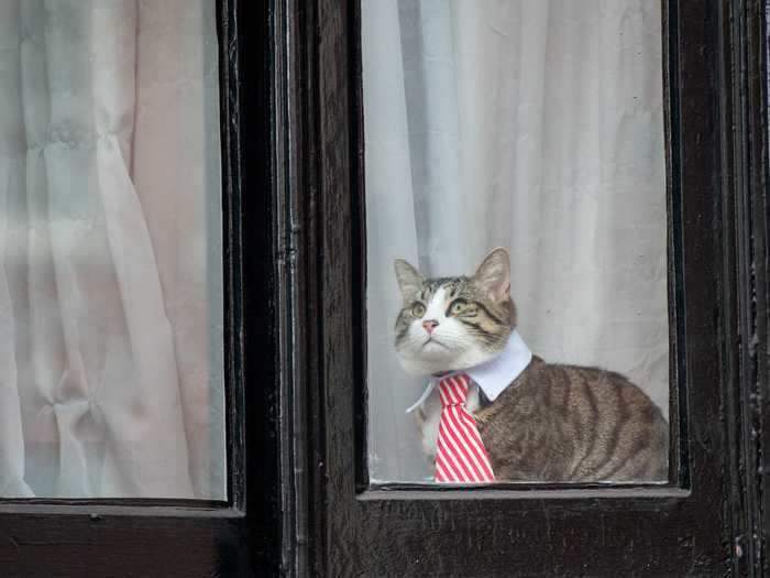 This kitty is ready for a day at the office.