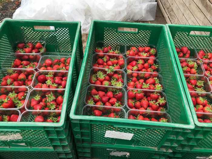 After almost two hours of picking, my hard work paid off. I had produced almost five crates of delicious-looking strawberries.