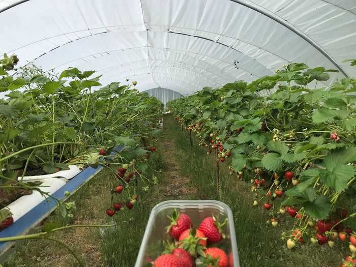 After speaking to some of the workers, I really understood how rewarding this job can feel. While getting up early to work on a farm might seem unappealing to some, I thought it was a great way to spend my day.