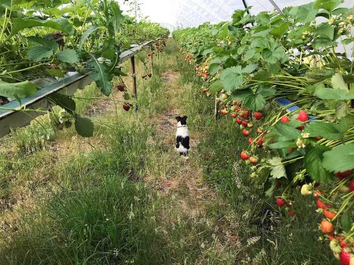 All the while I was guarded by Aggie, the farm dog, who keeps an eye out for squirrels who like to snack on the strawberries.