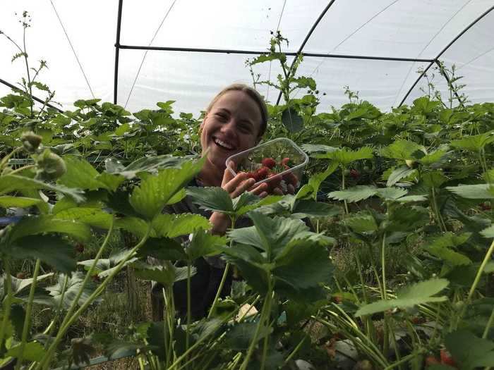 In the beginning, I was very slow and careful, knowing that I was picking strawberries that would later be sold at the shop.