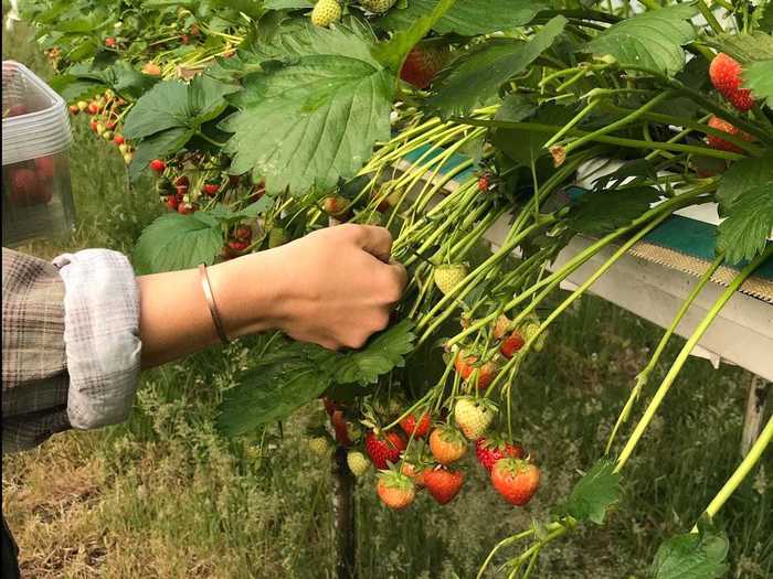 After a quick explainer on how to pick strawberries without damaging them (use your nails to break the stem), I got to work.