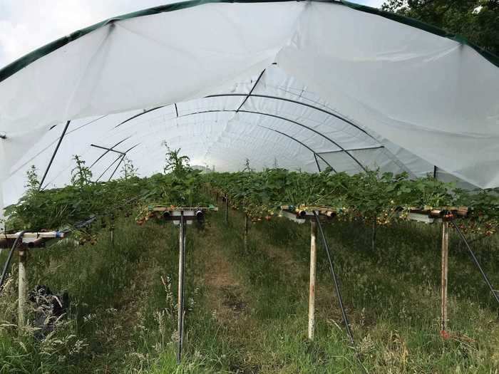 No time was wasted. Pimbley gave me a quick tour of the farm before showing me the strawberry tents where I would be working.