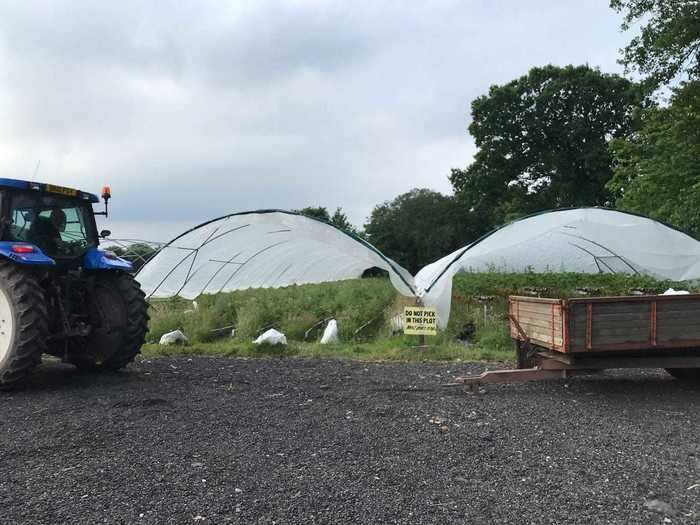 The farm usually has a team of Polish workers helping out but as the lockdown loomed, they chose to go home to spend it with their families.