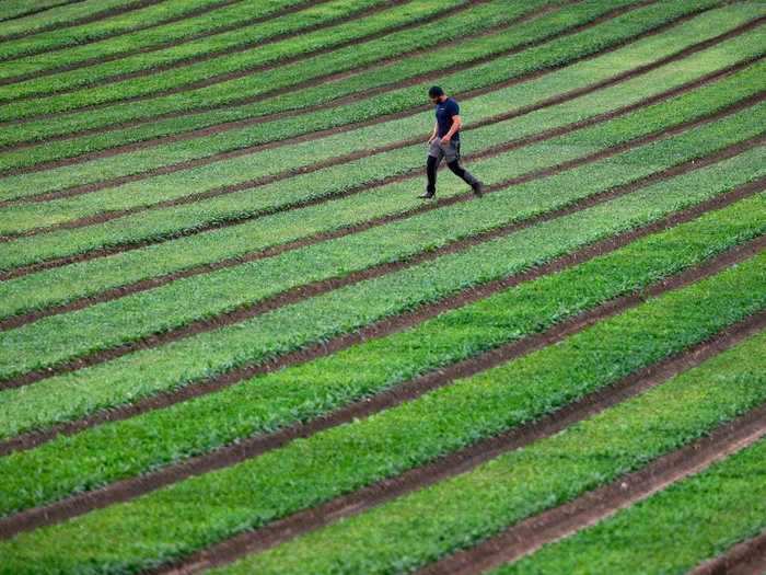 A gaping hole has been left in the British agricultural workforce this year after many of its usual migrant workers are unable to enter the country due to the coronavirus pandemic.