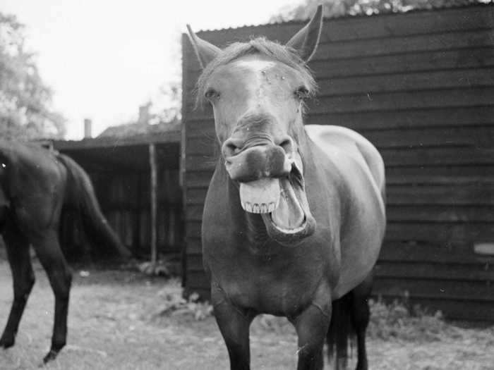 "He could eat corn through a picket fence," refers to an unfortunate set of buck teeth.