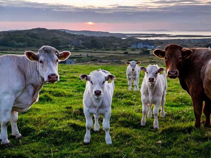 "Till the cows come home" is another way to say "forever" in the South.