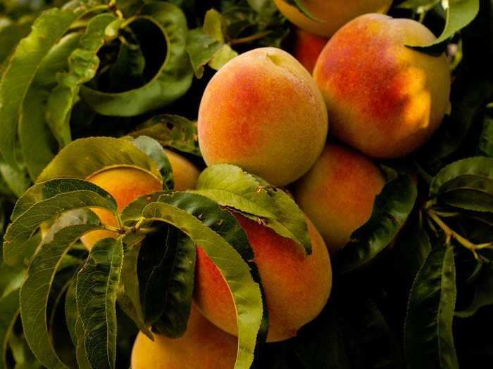 SOUTH CAROLINA: Georgia may be well known for its peaches, but more peaches are actually produced in South Carolina.