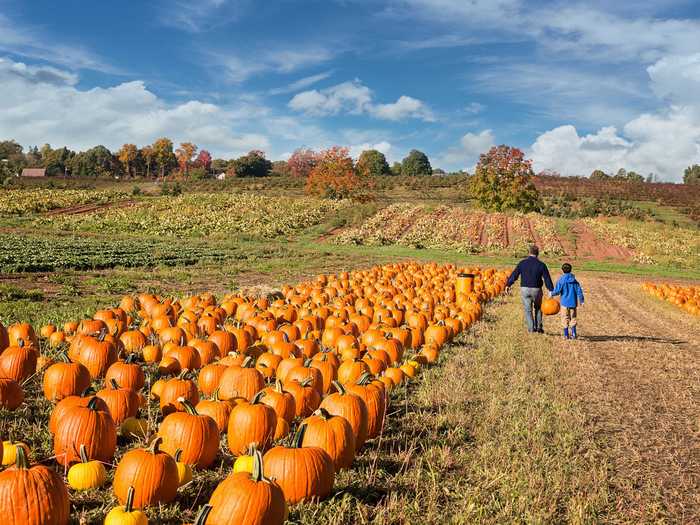 NEW HAMPSHIRE: The state fruit of New Hampshire is the pumpkin.