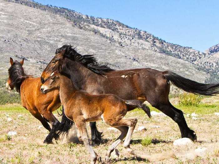 NEVADA: Nearly half of all the wild horses in the US are in Nevada.