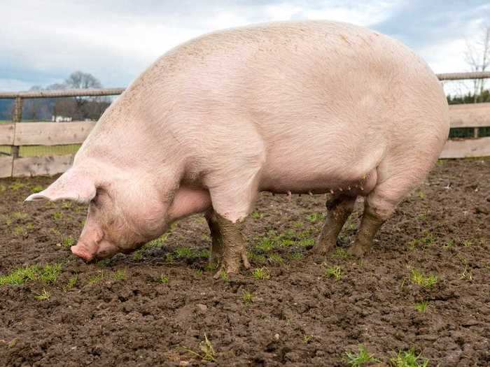 IOWA: Pigs outnumber the human population in Iowa about 7-to-1.