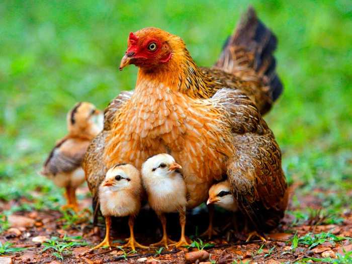 DELAWARE: Chickens outnumber people 200-to-1 in Delaware.