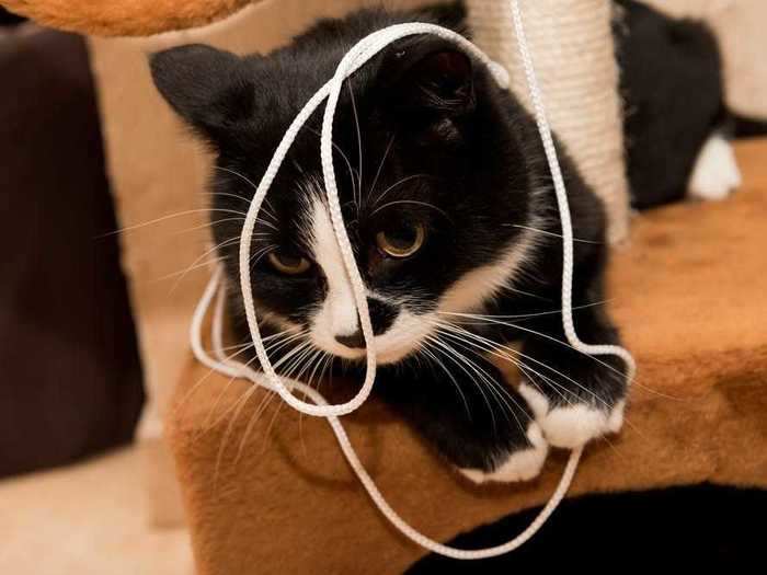 Cat toys can be fashioned out of fabric from old T-shirts, socks, and string.