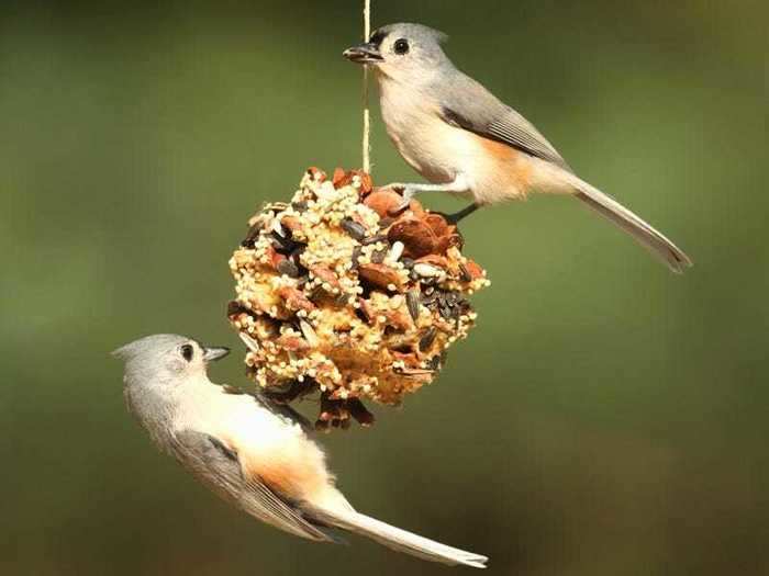 Bird food can be made at home and can be cheaper than store-bought versions.