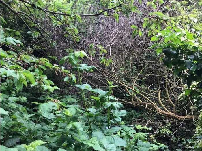 Before the renovation, the backyard was overgrown.