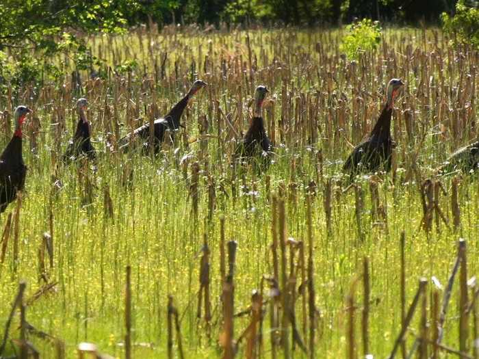 75% of the meat they eat comes from animals they catch themselves, including wild turkeys and white-tailed deer.