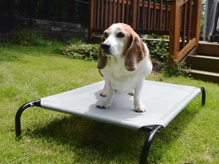 An elevated dog bed that won