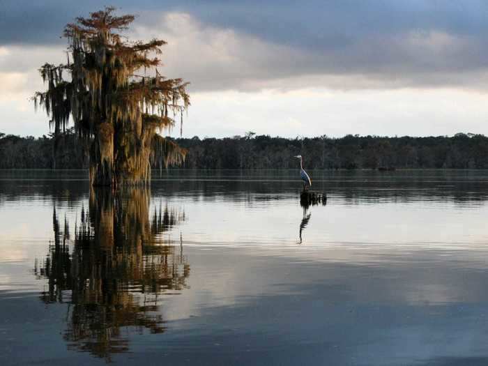 Lake Martin outside Breaux Bridge, Louisiana, is one of the state