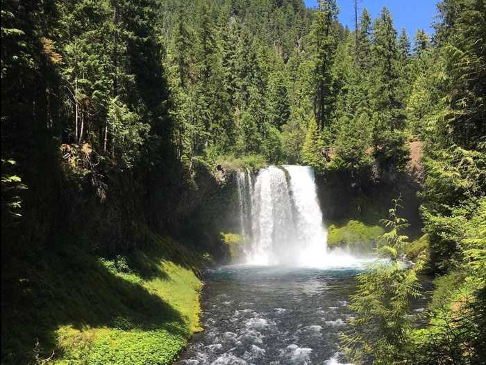 OREGON: McKenzie River National Recreational Trail: Clear Lake to Trail Bridge near  Blue River