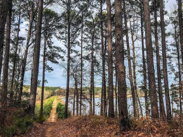 LOUISIANA: Sugar Cane Trail near Minden