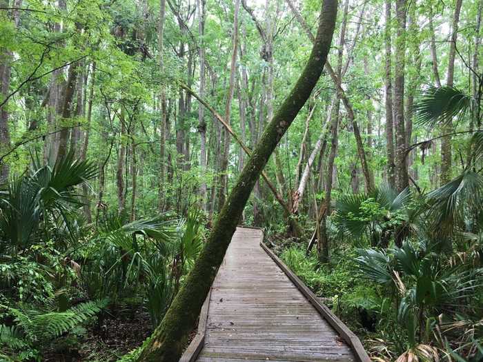 FLORIDA: Daubenmire Trail near Leesburg