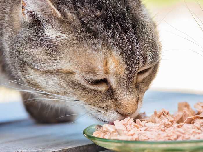 A cat who vomits after meals may be eating too fast.