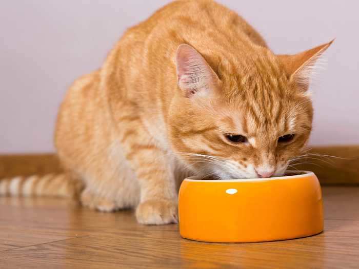 To prevent your cat from whining or begging during mealtimes, don