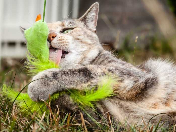 If your cat is scratching you or biting you, you might want to rethink how you play with them.