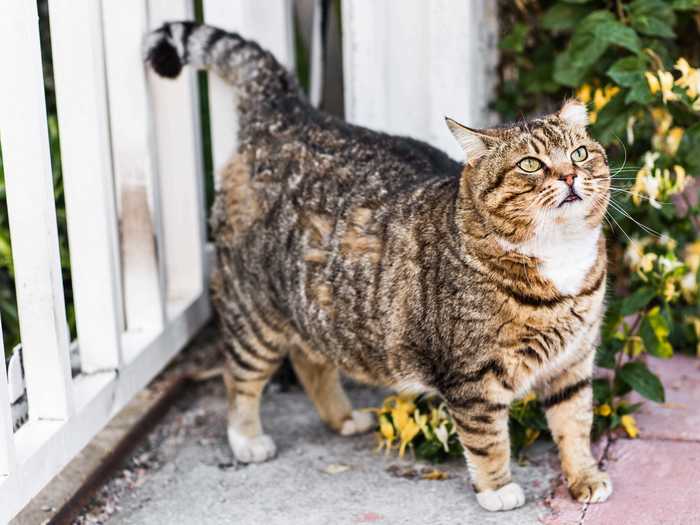 If your cat is bringing you unwanted dead animal "presents," try limiting their outdoor time.