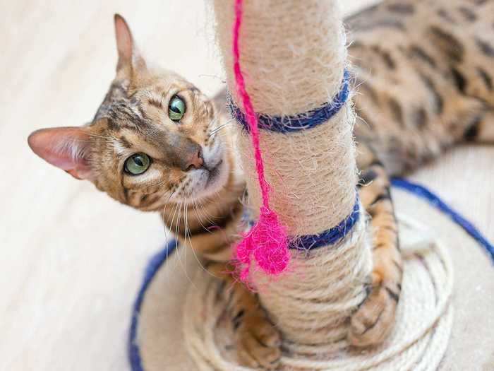 You may be able to stop your cat from tearing up furniture by getting them a heavier scratching post.