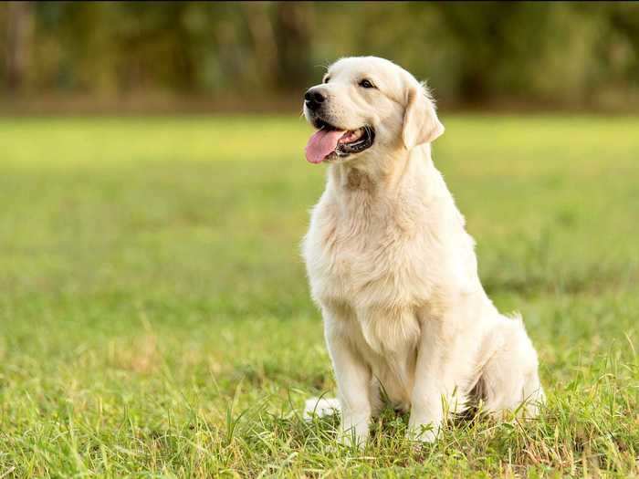 Taking the No. 1 spot are Labrador retrievers, who have been the most popular breed in the US for more than a quarter-century.