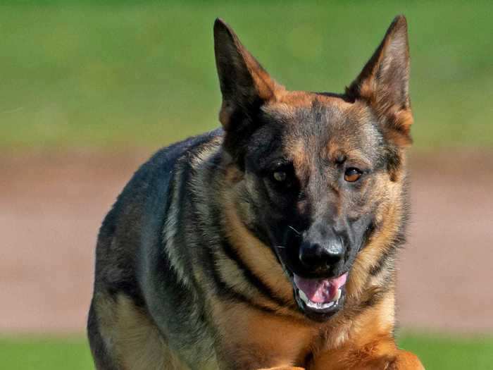 German shepherds, the second most popular breed in the US, are known for their confidence and intelligence.