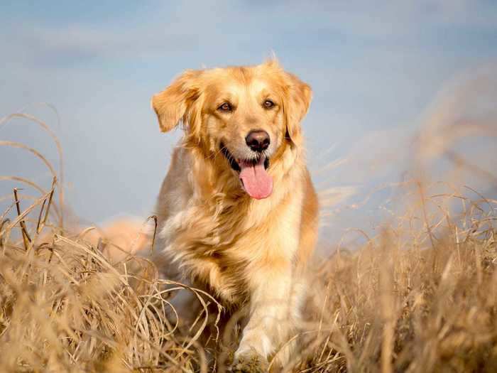 Adored for their loyalty and friendliness, golden retrievers are the third most popular breed in the US.