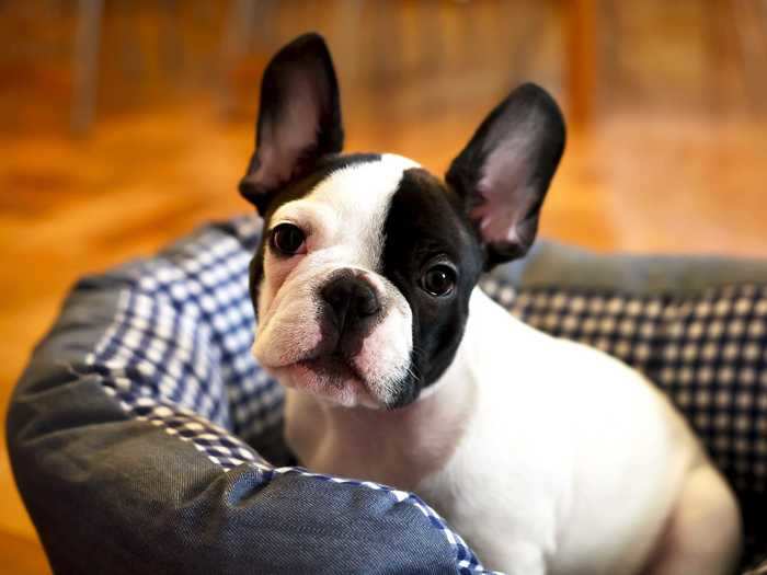 French bulldogs, the fourth most popular breed in the US, also fit in great with small spaces.