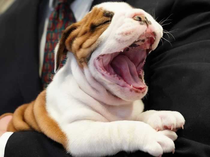 Bulldogs, who come in fifth on AKC