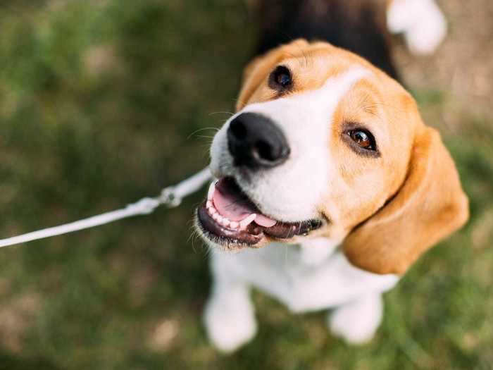 Beloved for their happy personality and easygoing attitude, beagles take the seventh spot on AKC